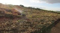 Venda Terreno em Barra Bonita /SP